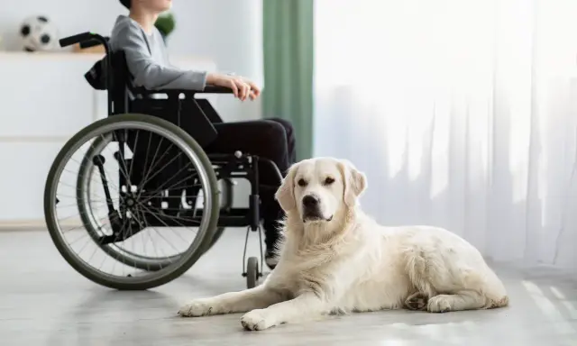 Łagodny pies rasy golden retriever, jeden z wielu psów do dogoterapii, leży obok chłopca na wózku inwalidzkim.