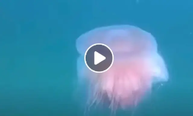 Una medusa rosa fluttua nell'acqua blu, forse la medusa più piccola al mondo.