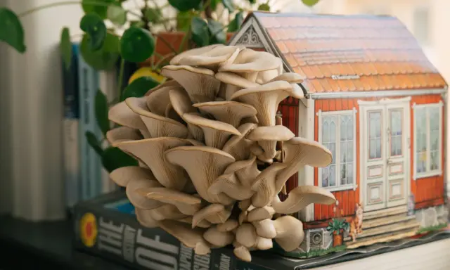 En stor klase ostronskivling växer framför en miniatyr av ett rött hus. En vacker demonstration av hur man kan odla svamp hemma.