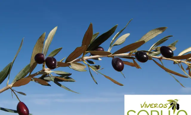 Rama de olivo con aceitunas empeltre maduras contra un cielo azul claro.
