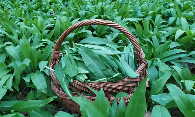 Koszyk pełen świeżo zebranych liści czosnku niedźwiedziego, otoczony gęstym, zielonym dywanem tych aromatycznych roślin.