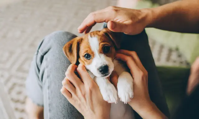 Uroczy, 7-tygodniowy szczeniak Jack Russell Terrier w rękach. Czy można wziąć 7 tygodniowego szczeniaka? Tak, jeśli jest gotowy do adopcji.