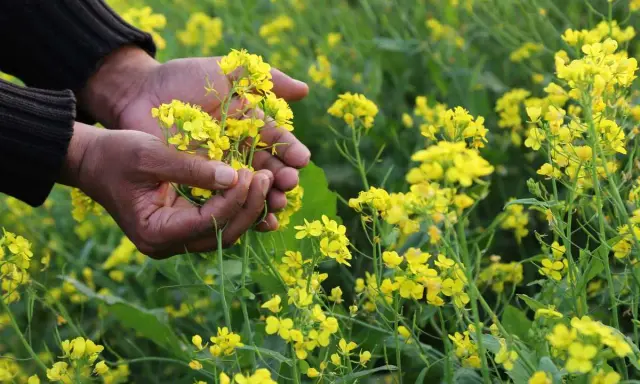 Mains tenant des fleurs de moutarde jaunes dans un champ.