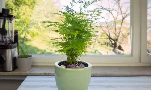 Zielony, pierzasty asparagus w jasnej doniczce, z widokiem na zieleń za oknem. Nie widać, by asparagus pierzasty żółknie.