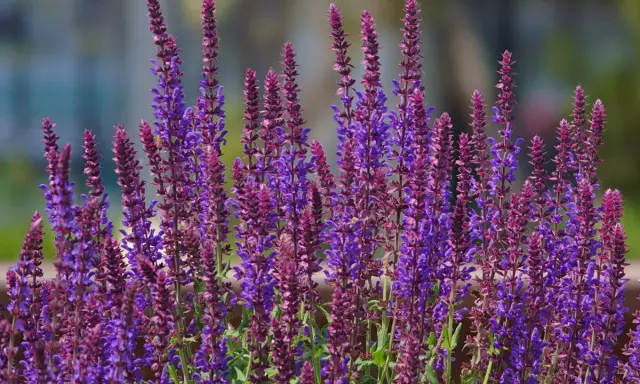 Épis de sauge vivace aux teintes violettes et pourpres, parfaits pour un entretien facile au jardin.