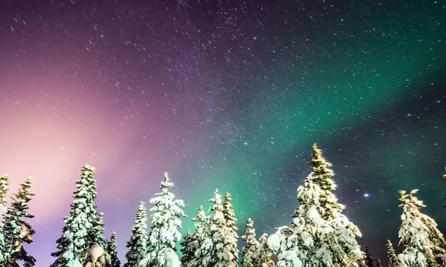 Snötäckta granar under en stjärnklar himmel med en magisk aurora north.