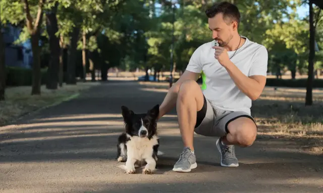Trener z gwizdkiem dla psa w parku, ćwiczący ze swoim czarnym i białym psem rasy Border Collie.