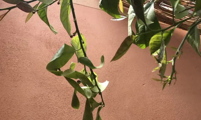 Une feuille de citronnier recroquevillée, signe d'un besoin d'eau, pend tristement contre un mur ocre.