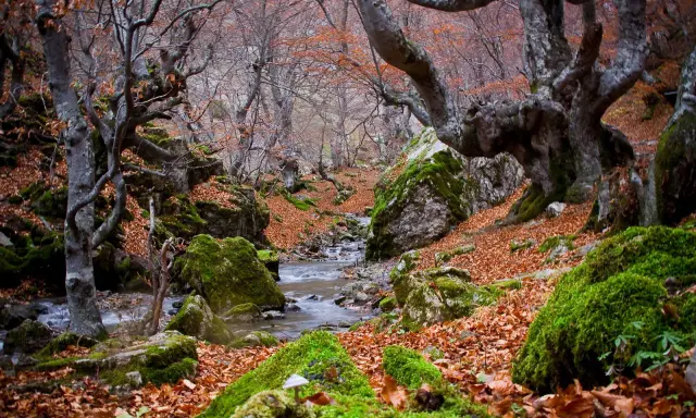 Un arroyo serpentea entre rocas cubiertas de musgo y hojas secas en un bosque de hayedos en León.