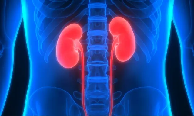Anatomia nerek, podkreślonych na czerwono, w kontekście układu kostnego. Obraz symbolizuje schyłkową niewydolność nerek.