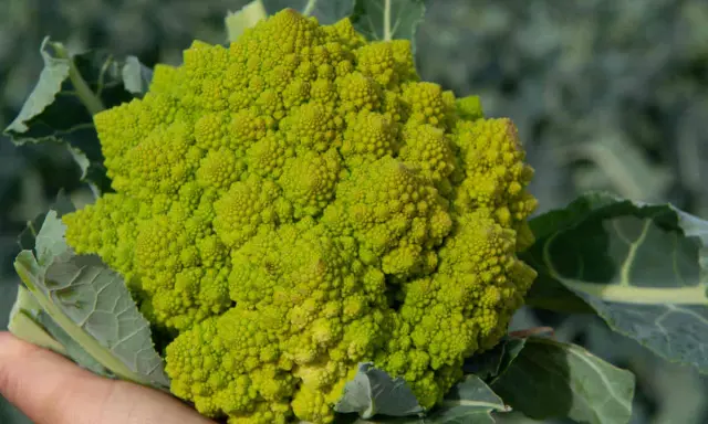 Une main tient un chou romanesco d'un vert vif, ses florettes formant une spirale fractale fascinante.