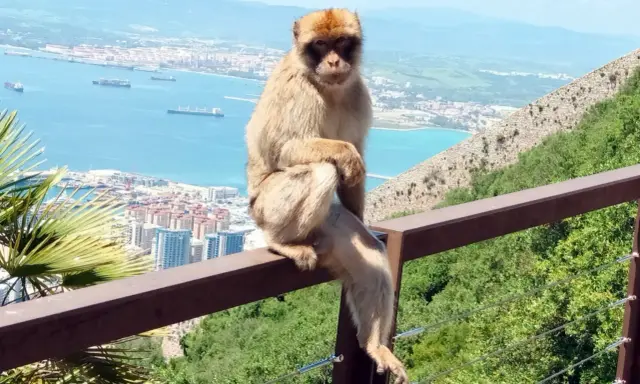 Ein Berberaffe sitzt auf einem Geländer mit Blick auf die Stadt und das Meer. Die berühmten Gibraltar Affen sind ein Wahrzeichen.