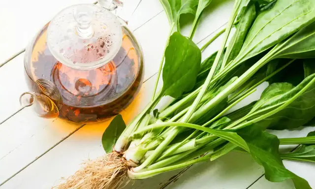 Thé infusé dans une théière en verre à côté de plantain frais, évoquant les bienfaits de cette plante.