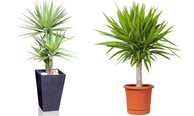 Zwei Yucca-Palmen in Töpfen. Die linke in einem dunklen, hohen Topf, die rechte in einem orangen. Tipps zur Yucca Palme Pflege.