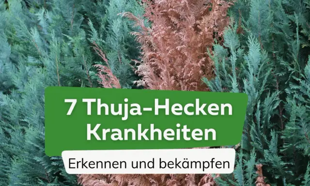 Grüne und braune Thuja-Zweige, die auf Krankheiten hinweisen. Text: "7 Thuja-Hecken Krankheiten: Erkennen und bekämpfen".