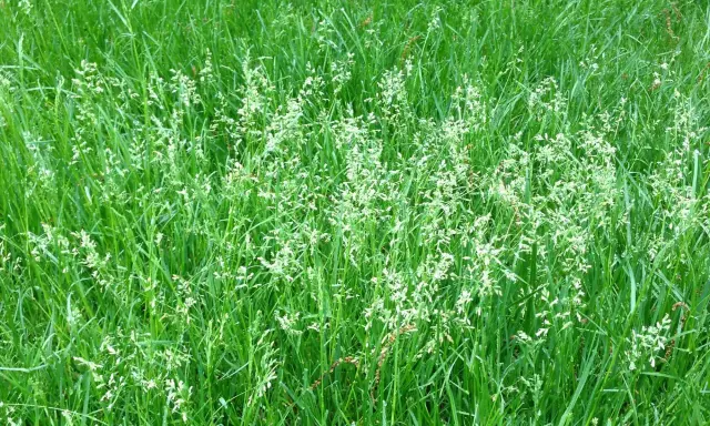 A field of lush green grass, with delicate white seed heads emerging, showing nature's cycle of letting grass go to seed.