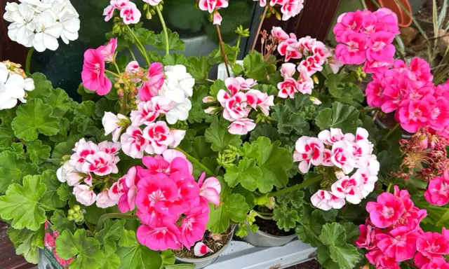 Kwitnące pelargonie w odcieniach bieli, różu i fuksji. Dowiedz się, jak pobudzić pelargonie do kwitnienia, by cieszyć się ich pięknem.