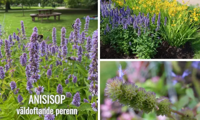 En vacker samplantering med anisisop och gula blommor. Bin besöker de lila blommorna.