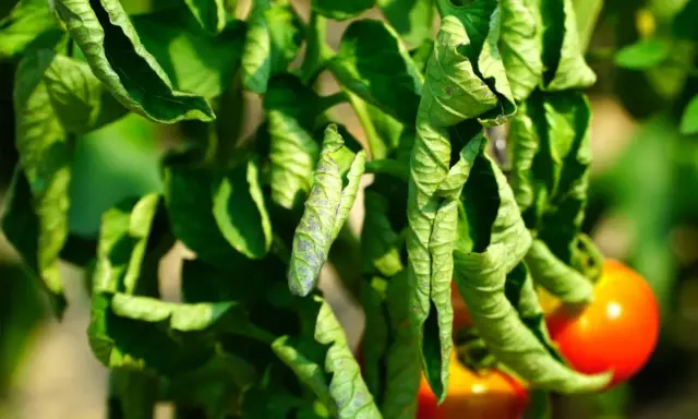 Feuilles de tomates enroulées et jaunies, signe de dessechement. Des tomates rouges mûrissent en arrière-plan.