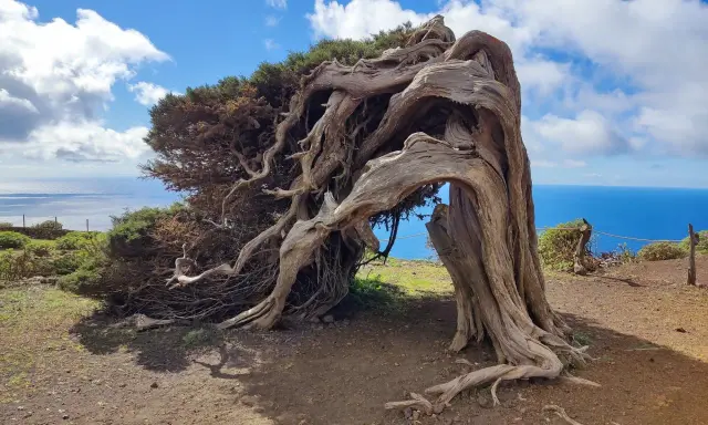 El sabinar el Hierro, un árbol retorcido por el viento, se alza majestuoso sobre el mar azul.