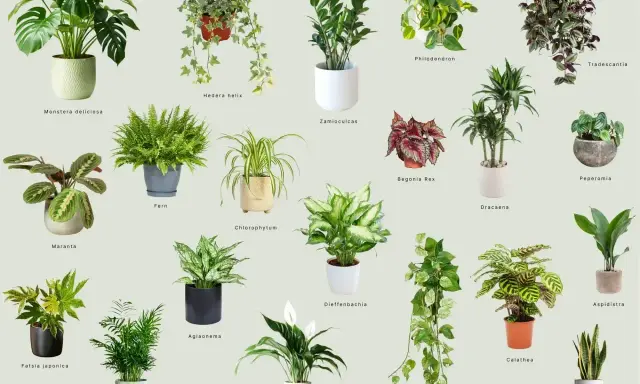 Kolekcja roślin lubiących cień: Monstera, paproć, zamiokulkas, skrzydłokwiat i inne.