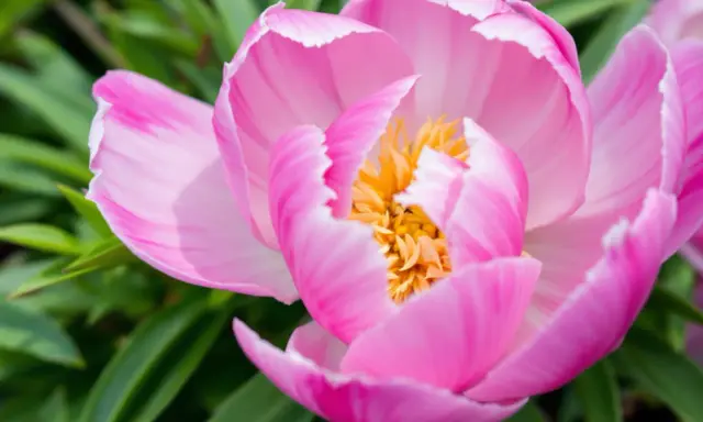 Gros plan d'un magnifique pied de pivoine rose aux pétales délicats et au cœur jaune vif, entouré de feuilles vertes.