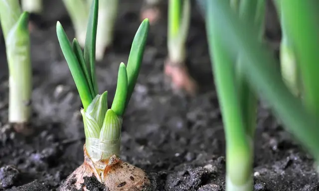 Young winter onions sprout from the soil, their green shoots reaching for the sky.