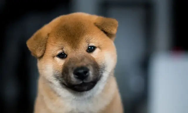 Uroczy szczeniak rasy Shiba Inu, pies wyglądający jak niedźwiedź, z zaciekawieniem spogląda w obiektyw.