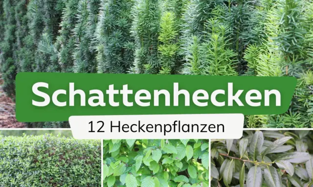 Schattige Ecken im Garten? Hier sind 12 Ideen zum hecke pflanzen für schattige Standorte.