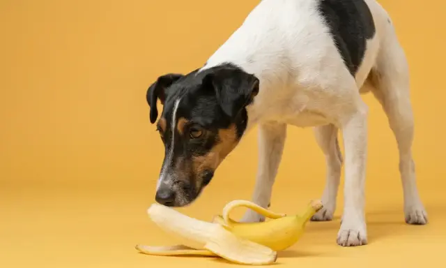Un chien curieux renifle une banane sur fond jaune.