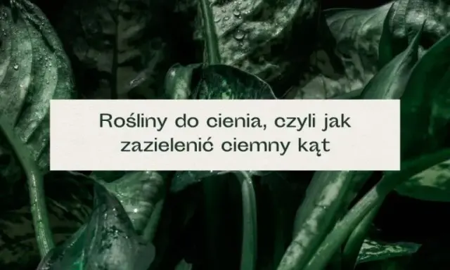 Rośliny do cienia: Zazieleń ciemne kąty! Porady Agnieszki K.