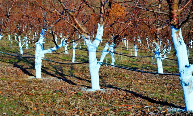 Verger d'arbres aux troncs blanchis à la bouillie bordelaise. Le dosage est crucial pour protéger les arbres.