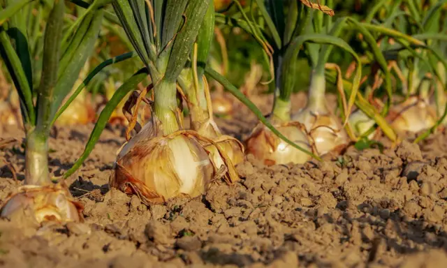 Rangée d'oignons à planter dans la terre, prêts à pousser.