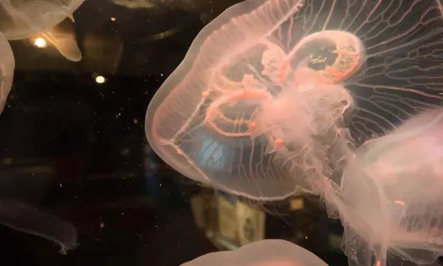 Medusa quadrata, trasparente e rosata, fluttua nell'oscurità, con tentacoli delicati e un corpo iridescente.