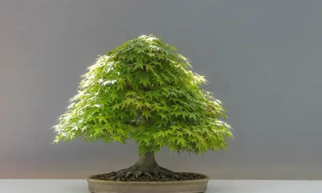 Bonsai: Jak prawidłowo przycinać? Opanuj sztukę i uniknij błędów