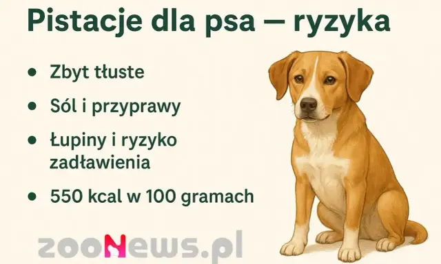Czy pies może jeść pistacje? Obrazek ostrzega przed ryzykiem: zbyt tłuste, sól, przyprawy, łupiny i zadławienie.