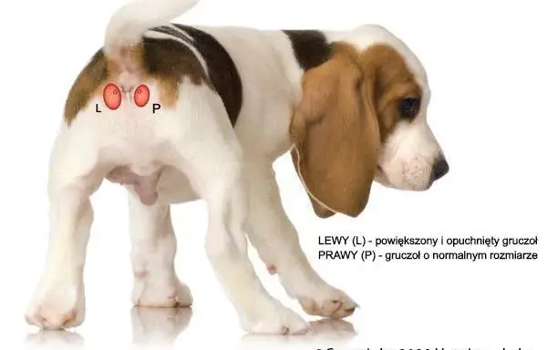 Czyste gruczoły u psa: Poradnik, jak pomóc pupilowi w domu?