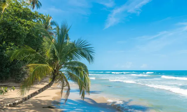 Plaża w Kostaryce z palmą pochyloną nad piaskiem i turkusowym oceanem.