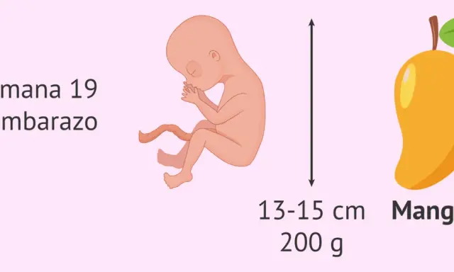Bebé en semana 19 de embarazo, mide 13-15 cm y pesa 200 g, como un mango.