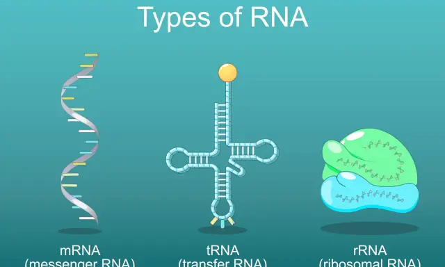 mrna cos'è: rappresentazione grafica di mRNA (messaggero), tRNA (trasferimento) e rRNA (ribosomiale), i diversi tipi di RNA.