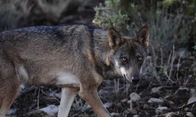 Un lobo ibérico, un majestuoso animal donde hay lobos en España, camina entre la vegetación y las rocas.