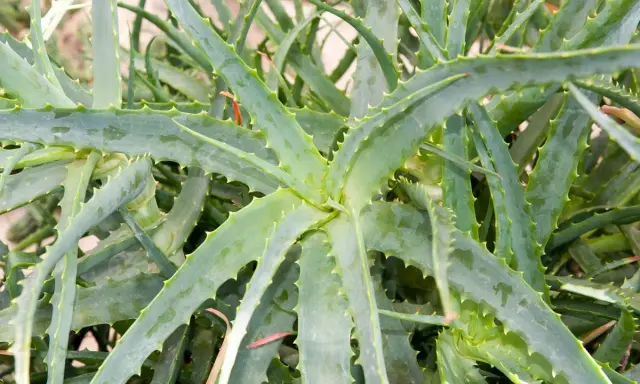 Gros plan sur une plante d'aloès aux feuilles charnues et dentelées, un remède naturel aux multiples vertus.