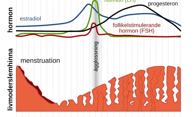 Graf visar hormonella svängningar under menscykeln. Kan vara svårt att bli gravid trots regelbunden mens om ägglossning eller hormonbalans påverkas.