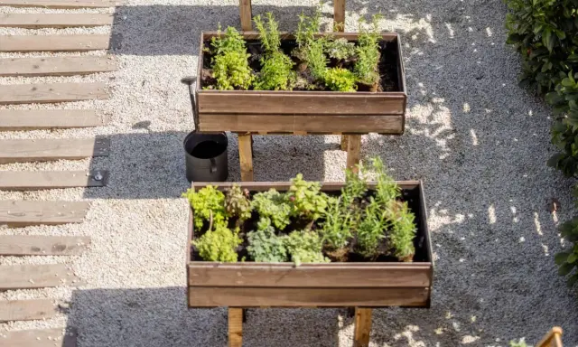 Dos jardineras elevadas con hierbas aromáticas, ideales para saber qué plantar en un huerto. Un camino de madera y grava acompaña.