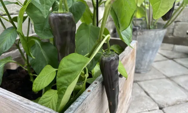 Mörka, avlånga paprikor hänger från en paprika planta i en träkruka.