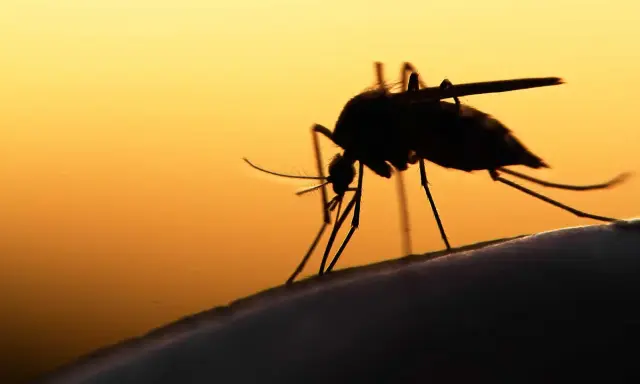 En mygga i silhuett mot en orange himmel. Denna insekt kan sprida sjukdomar som malaria.