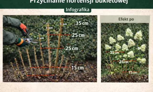 Jak ciąć hortensje bukietowe: przykładowe cięcie na 2-4 pąki, efekt po przycięciu.