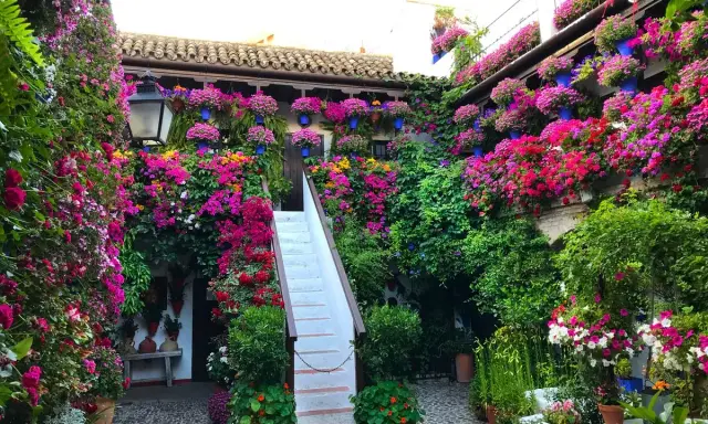 Blühende patios in Córdoba, ein Meer aus bunten Blumen, das sich über Wände und Treppen rankt.