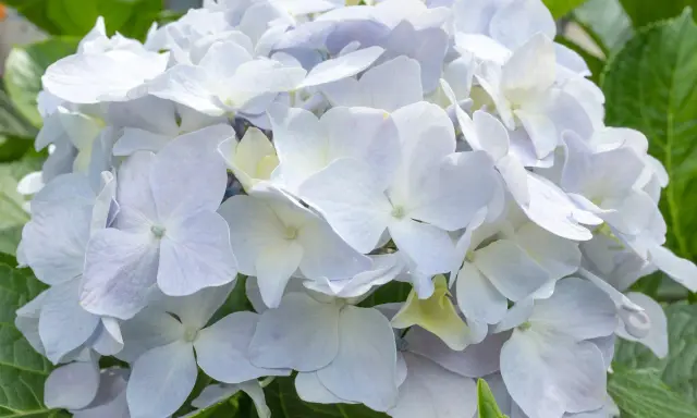Una hermosa hortensia blanca, con pétalos delicados y un toque de verde en las hojas.