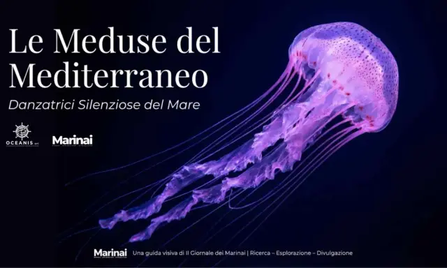 Medusa viola luminosa, una danzatrice silenziosa del mare, nel Mar Tirreno.